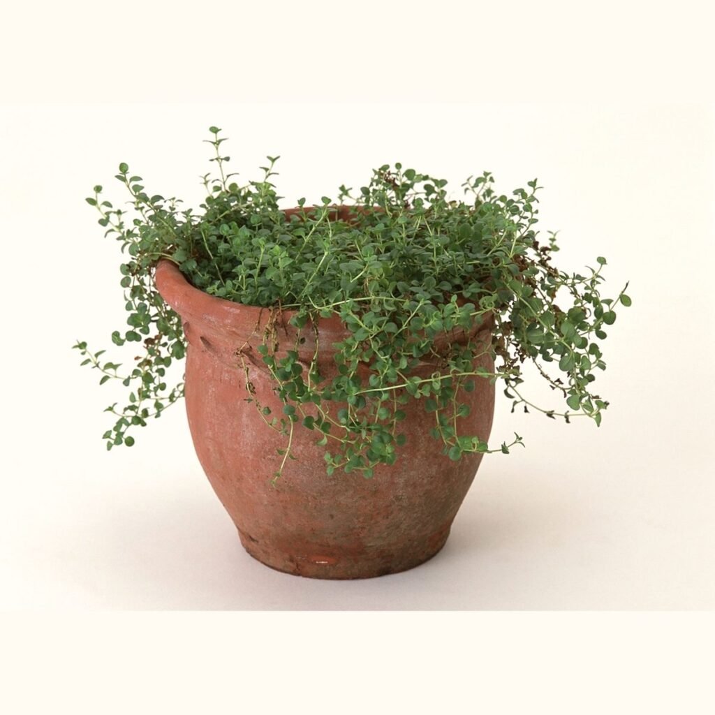 Terracotta Planter